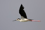 Black-necked Stilt