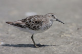 Least Sandpiper