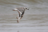 Piping Plover