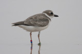 Wilsons Plover