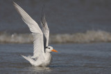 Royal Tern