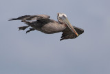 Brown Pelican