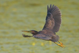 Green Heron