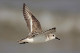 Sanderling