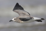 Laughing Gull