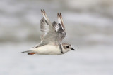 Piping Plover