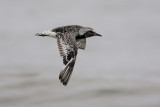 Black-bellied Plover