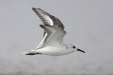 Sanderling