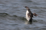 Common Murre