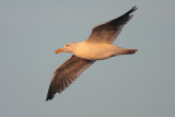 Western Gull