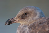 Western Gull