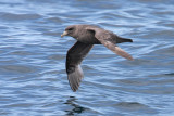 Northern Fulmar