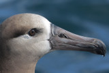 Black-footed Albatross