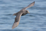 Northern Fulmar