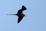 Magnificent Frigatebird