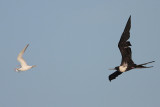 Magnificent Frigatebird and Royal Tern