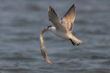 Royal Tern