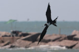 Magnificent Frigatebird