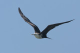 Magnificent Frigatebird