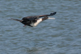 Magnificent Frigatebird