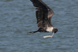 Magnificent Frigatebird