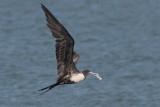 Magnificent Frigatebird