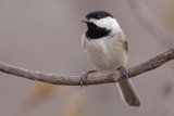 Carolina Chickadee