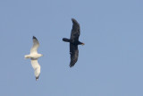 Chihuahuan Raven and Ring-billed Gull