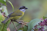 Sooty-capped Bush-Tanager