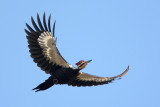 Pileated Woodpecker