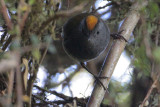 Wrenthrush (Zeledonia)
