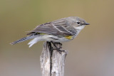 Yellow-rumped Warbler