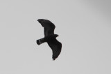 Zone-tailed Hawk