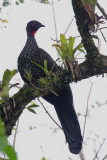 Crested Guan