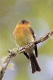 Tufted Flycatcher