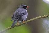 Black-faced Solitaire