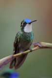 White-throated Mountain-gem