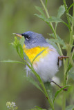 Northern Parula