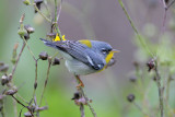 Northern Parula