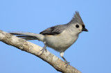 Tufted Titmouse