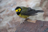 Hooded Warbler