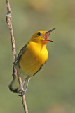 Prothonotary Warbler