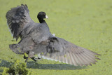 American Coot