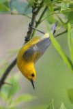 Prothonotary Warbler