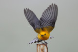 Prothonotary Warbler