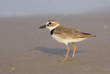 Wilsons Plover