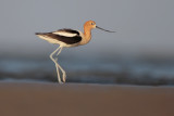 American Avocet