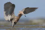 Reddish Egret