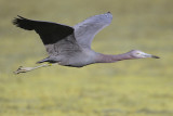 Little Blue Heron