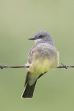 Cassins Kingbird